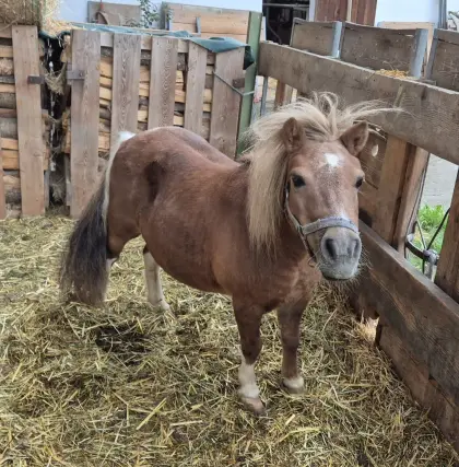 Pony-Mischlingsstute Linda