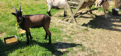 Ziegenbock