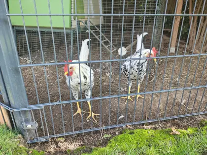 Leghorn Exchequer Hähne 14W