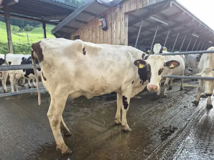 Top Red Holstein Jungkuh 38 l Milch