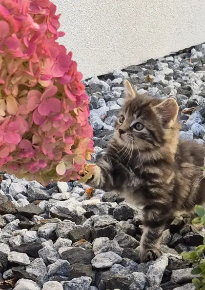 Katzenbaby, Langhaarkätzchen, Langhaar-/Mischlingskätzchen