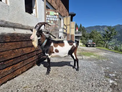 Tauernscheckenbock