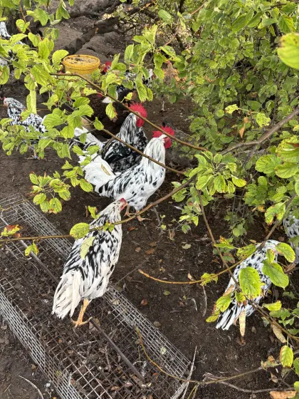 Exchequer Leghorn