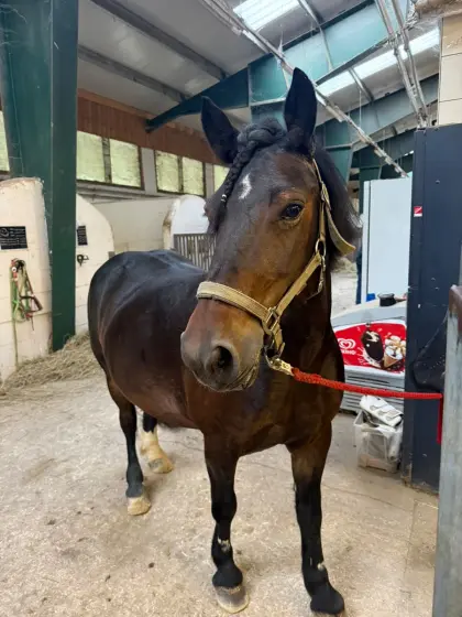 Pony