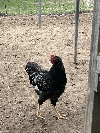 Barnevelder silberschwarz