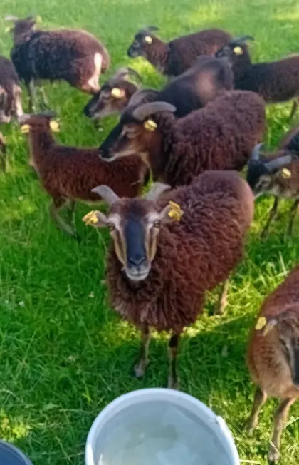 5 Soay-Schafe W
