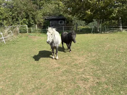 Ponys zu vergeben