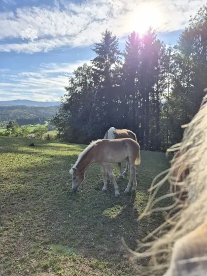 Haflinger Stutfohlen Casandra
