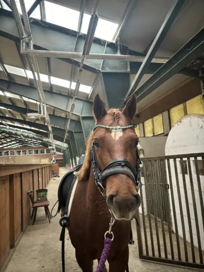 Pony-Wallach zu verkaufen