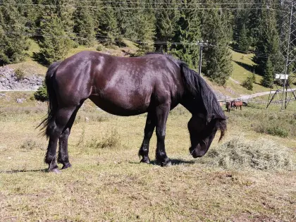 2,5-jährige Noriker-Rappstute