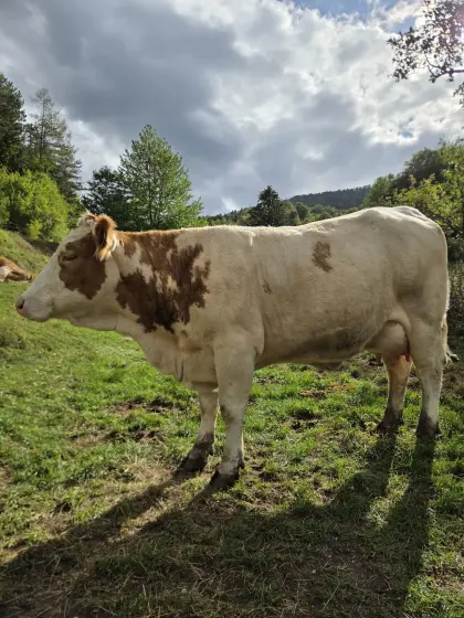 Fleckviehkühe, Erstlingskuh