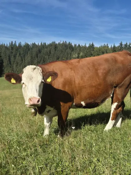 Fleckvieh-Kalbinnen, hochträchtig