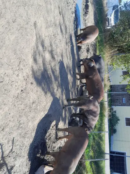Bio-Freilandschweine
