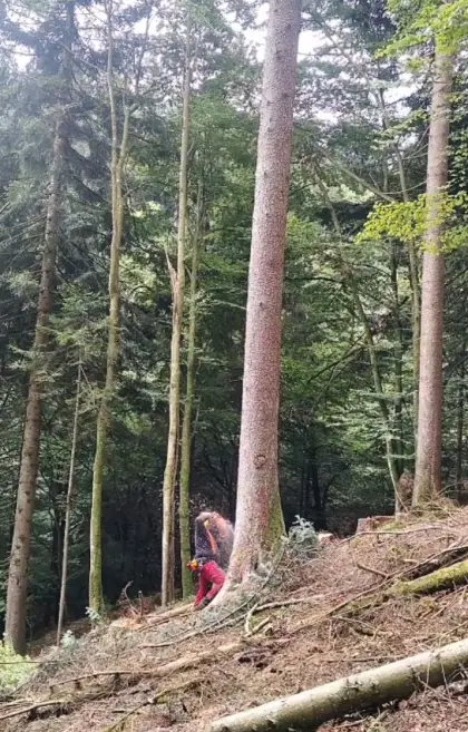 Forstarbeiten