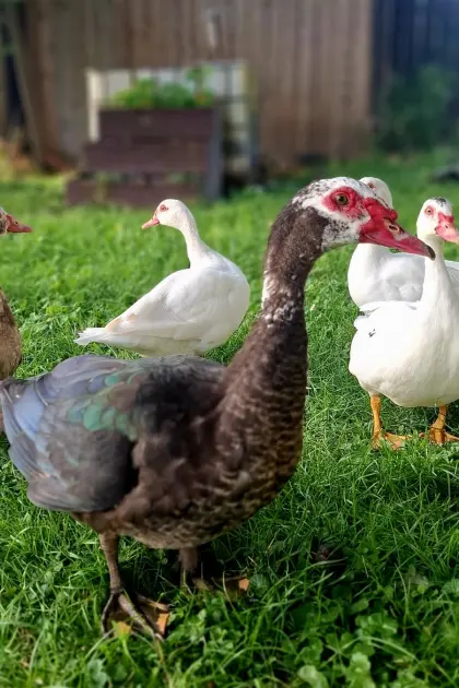 Enten