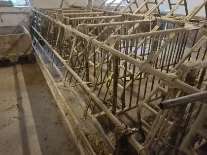 Zuchtsauenaufstallung