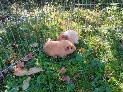 Meerschweinchen