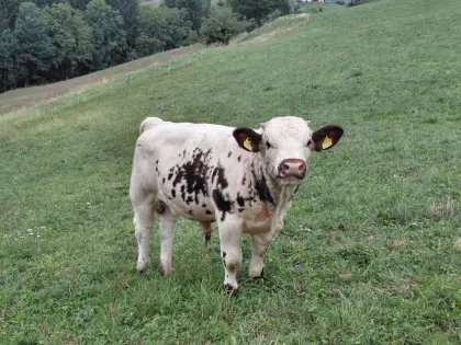 Pustertaler Sprinzen Stier
