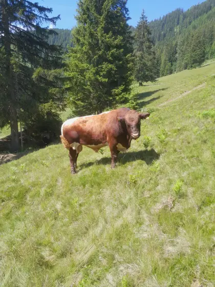 Pinzgauer Stier