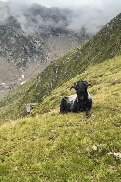Steinschafwidder