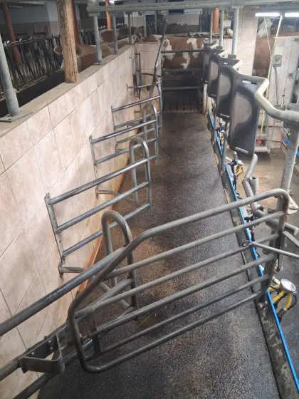 Melkstand Alfa Laval 2 x 4 Fischgräten