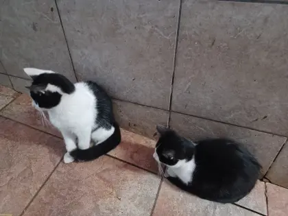 Katzenbabys
