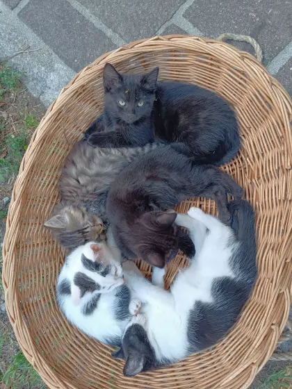 Kleine Katzen