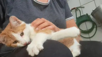 Katzen