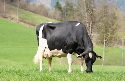 Spitzen Holstein-Erstlingskühe