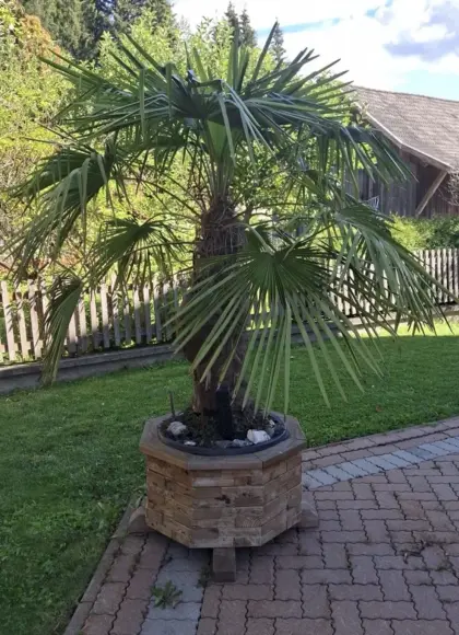 Palme