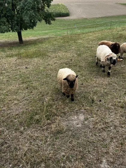 Schafbock Walliser x Shropshire