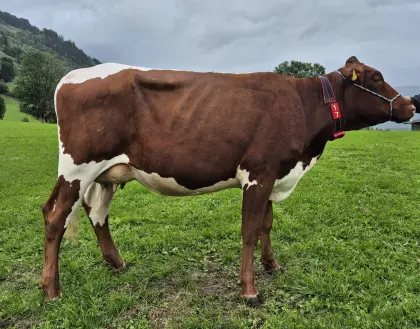 Jungkuh BIO Pinzgauer x Holstein Pi x RF, silofrei, Heu, Kuh