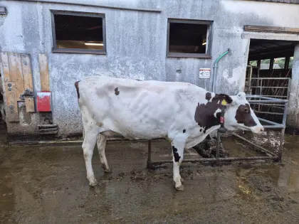 Top Red Holstein Jungkuh 38 l Milch