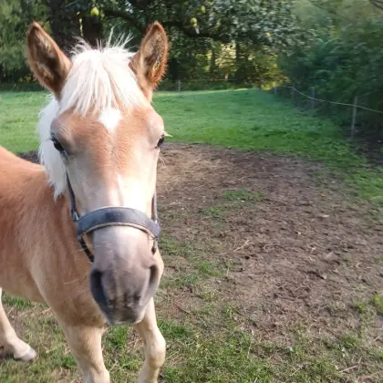 Haflinger Hengstfohlen