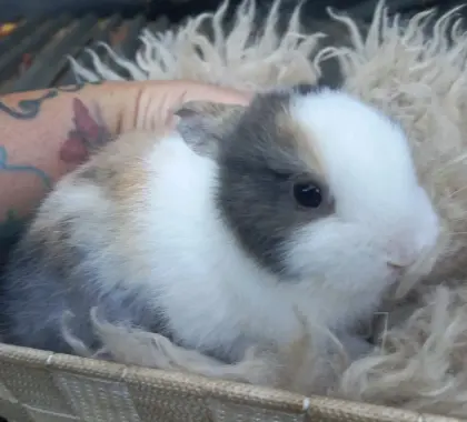 Zwergkaninchen Löwenkopf
