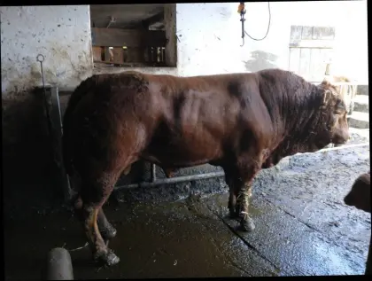 Suche Sprungstier für Mutterkuhbetrieb