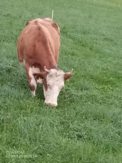 Mutterkuh mit Kalb
