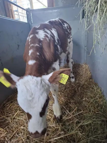 Verk. Bio Heu, Kuh, Kalb