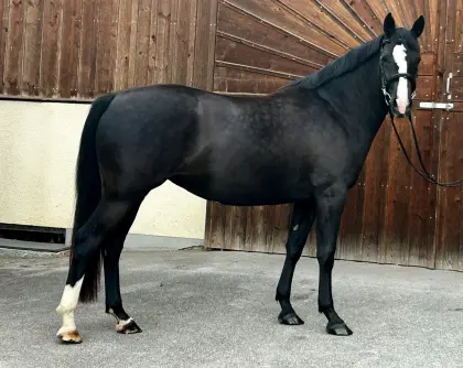 Hübsche 3-jährige Warmblutstute