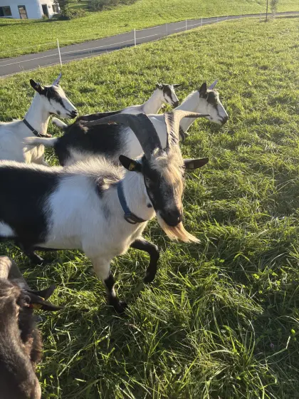 Pfauenziegen