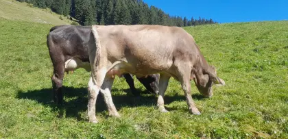 Bio Kalbin