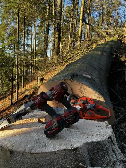 Holzschlägerung, Forstarbeiten, Baumabtragung