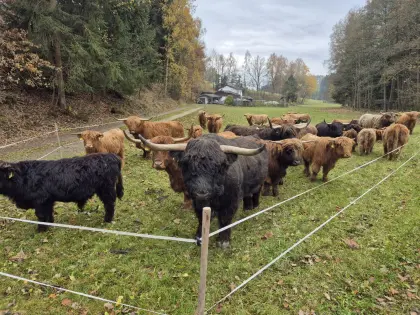 Hochlandrind-Stier