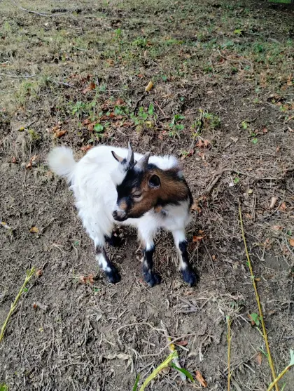 Miniziegenbock