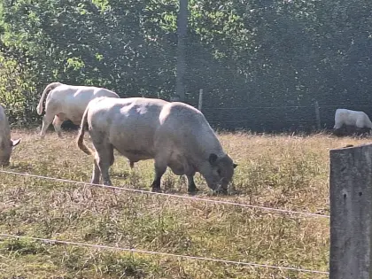 Galloway Stier