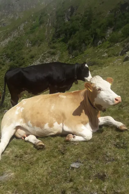 Suche Mutterkuh oder Kalbin