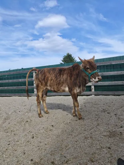 Zwergzebu, Zebu