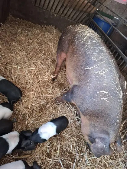 Duroc-Sau