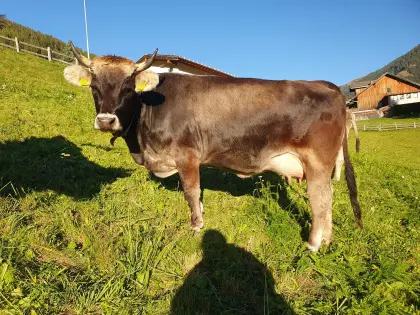 Tiroler Grauvieh Erstlingskuh