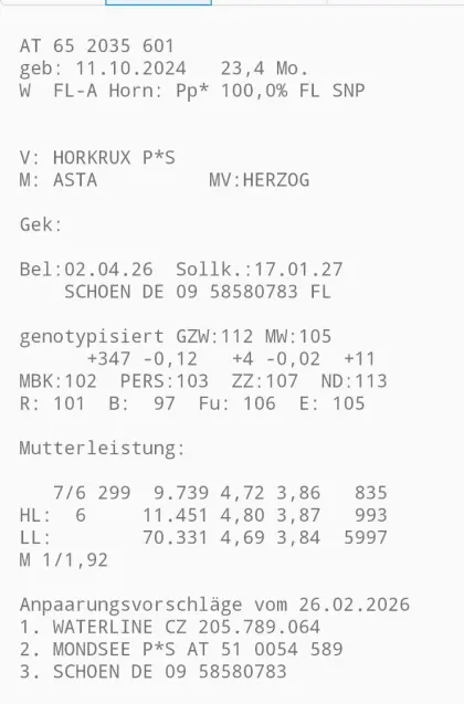 Trächtige Fleckviehzuchtkalbinnen